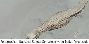 Penampakan buaya