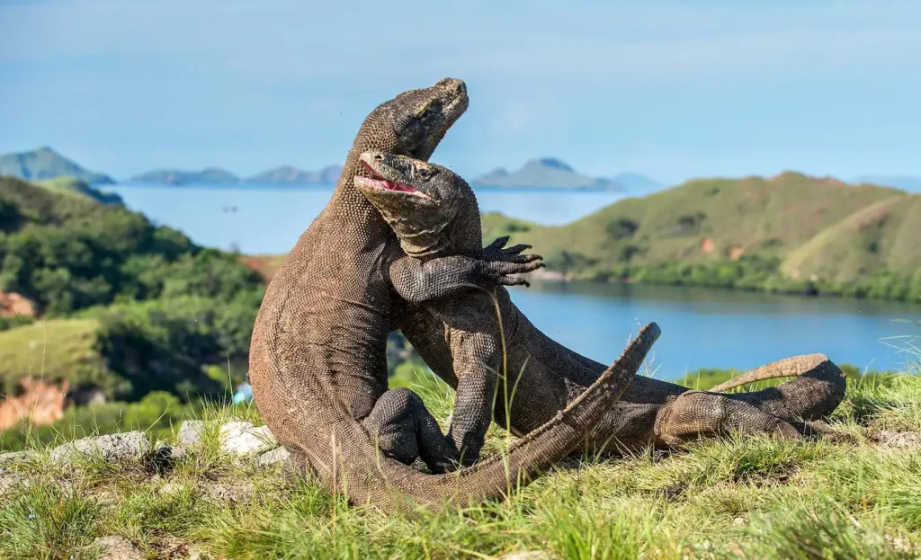 Hewan Nasional dari Berbagai Negara di Dunia paling Ikonik!